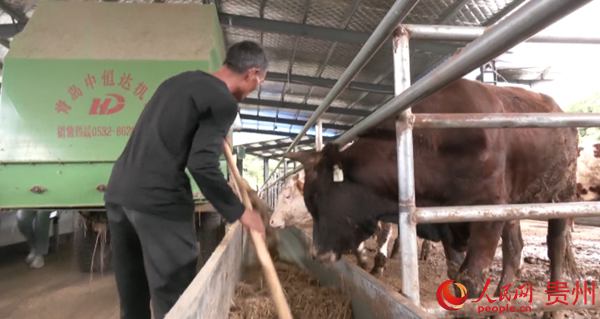 務工村民正在喂牛吃牧草。陳桂良 攝