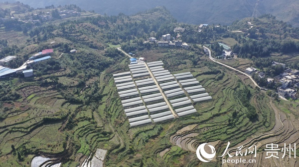 “阳光玫瑰”葡萄产业基地。李灵 摄