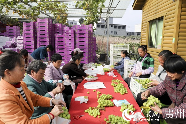 村民分揀葡萄，將葡萄裝箱。付猛 攝