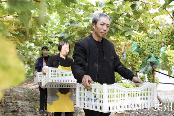村民搬運採摘的新鮮葡萄。付猛 攝