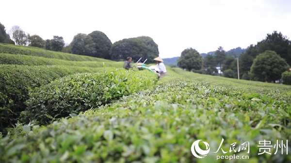 黔南四個抓手做強茶產業實現發展生態雙贏