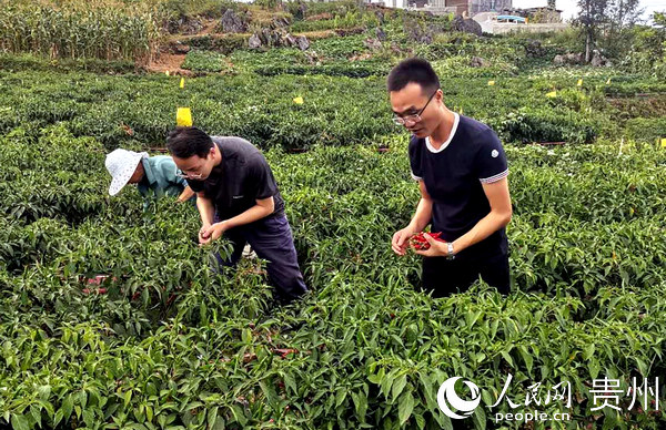 採摘辣椒。肖詠 攝