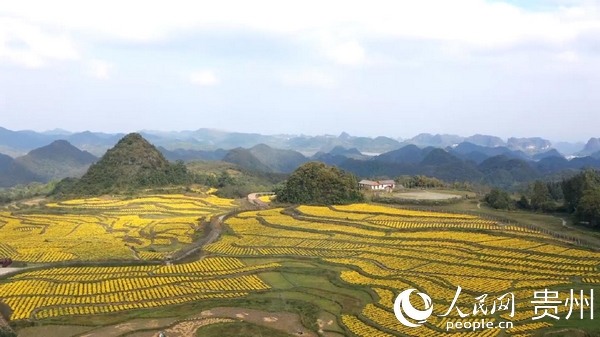 金絲皇菊爭相開放，鋪就鄉間豐收美景。黔南州融媒體中心提供