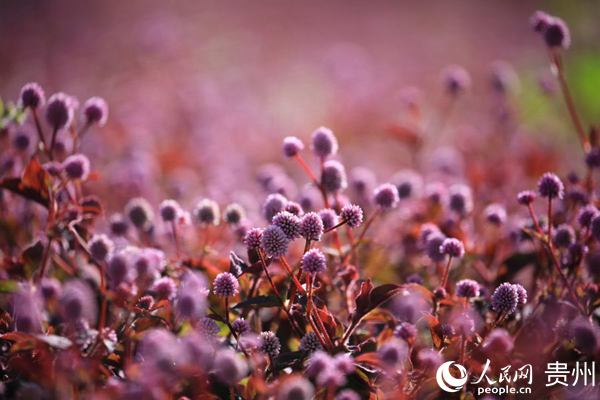 2020年10月24日，黔西縣五裡鄉新法村種植的頭花蓼。鄭林華 攝