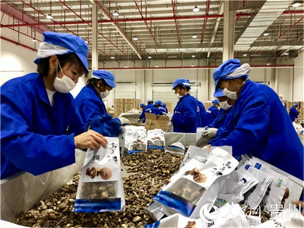 工人們正在打包香菇