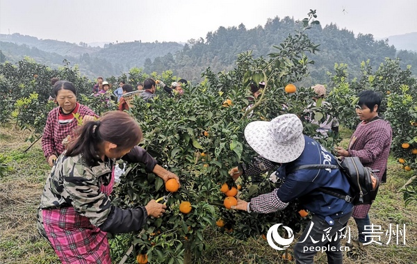 群眾正在採摘柑橘。何勤 攝