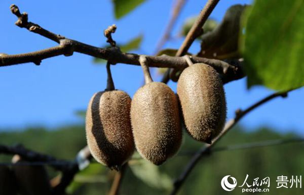 獼猴桃挂滿了樹枝。