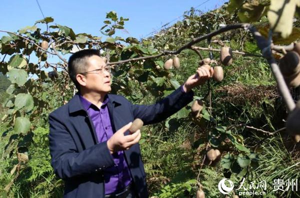甲站村脫貧攻堅隊長何毅坤向記者介紹獼猴桃。