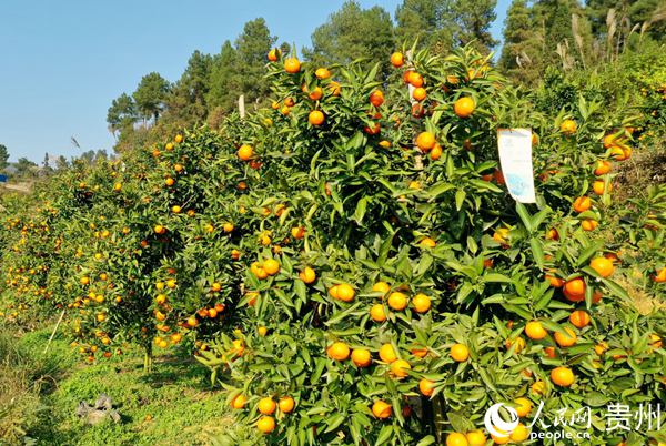 回龍鎮洞灣村灣頭組的柑桔種植基地。