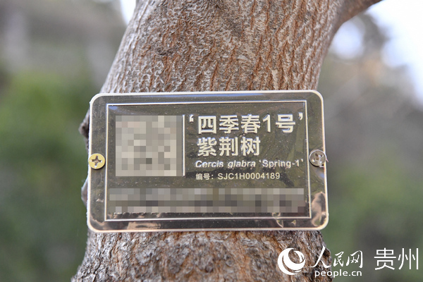 懸挂於樹木上的身份牌