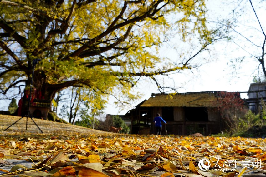 開陽縣魚上村的古銀杏每年秋末冬初都吸引人們紛紛前來觀賞。周繼 攝