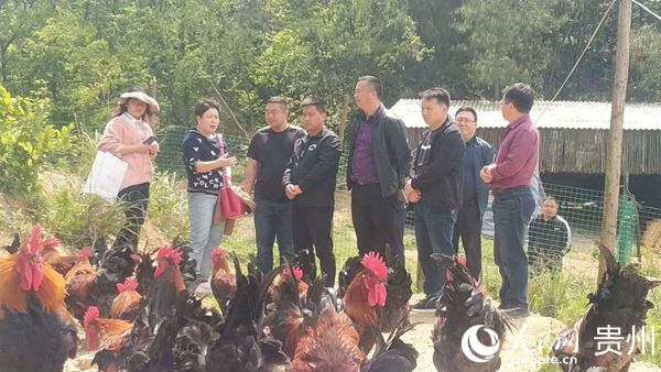 白云区税务局派出的驻村干部陈兴波（左起第四）与村民们交流林下养鸡事宜。袁礼 摄