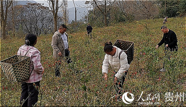 梁成敏和村裡的其他十余名婦女主要負責辣椒栽種工作。李宇 張靚 攝