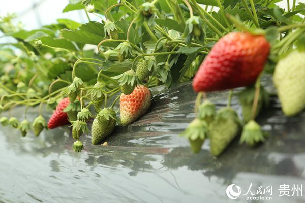 圖為大棚內的早熟草莓。