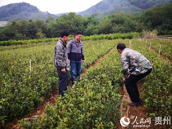 產業扶貧，第一書記劉權查看油茶苗長勢。陳光澤 供圖