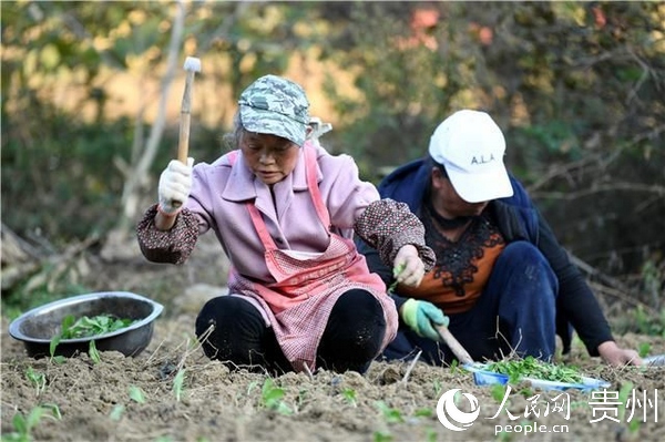 中河村蔬菜種植基地裡村民正栽種蔬菜
