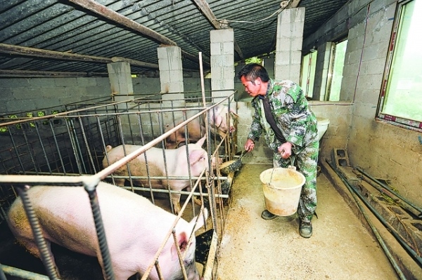 馬場鎮新寨村村民周文林在給母豬喂食。