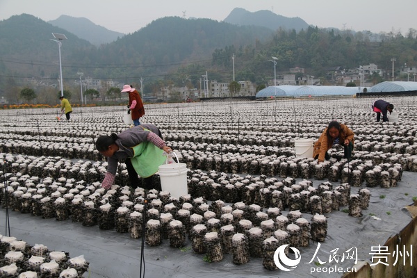 官舟鎮馬腦村村民採摘食用菌的情景。楊友 攝