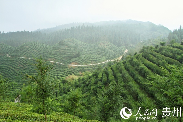 茶區變景區
