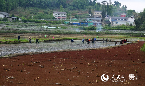 貴州省紅花崗區深溪鎮的店子壩區， 村民在種植蓮藕，發展“蓮藕+魚”產業。游右海 攝