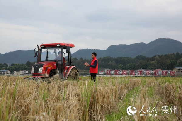 遵義市紅花崗區海龍貢米壩區的農民正在使用農機翻耕覆土，為冬季種植羊肚菌做准備。游右海 攝