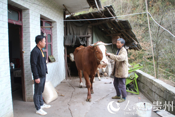 朱珍华:脱贫路上的"牛""魔"王