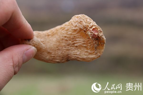 Զ顣