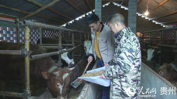 廟林村肉牛養殖基地內工作人員在給牛喂食。