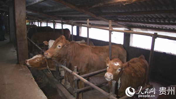 張小勇養殖的肉牛。