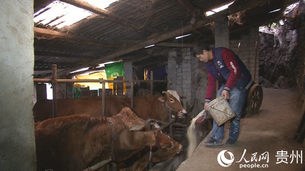 張小勇在喂牛。
