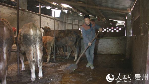 張永華正在清理牛圈。