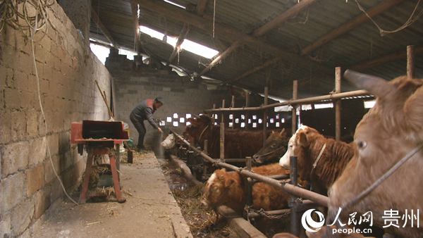 張永華正在喂食肉牛。