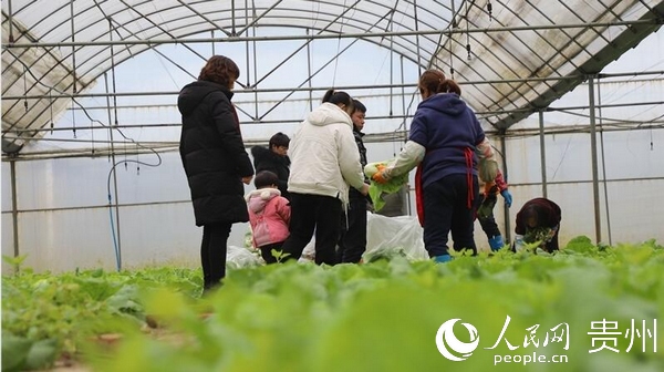 村民們正在蔬菜基地收割大白菜。郭振東 羅竣凌 伍維玉 攝