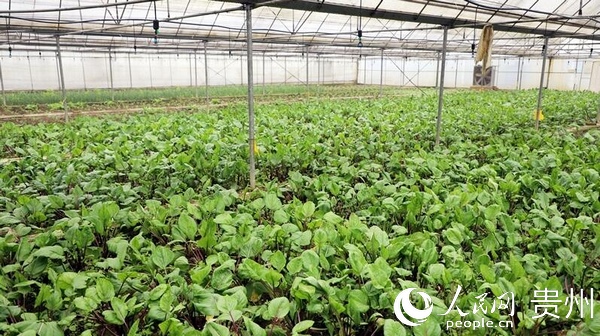 陽明洞街道辦程官蔬菜基地。郭振東 羅竣凌 伍維玉 攝