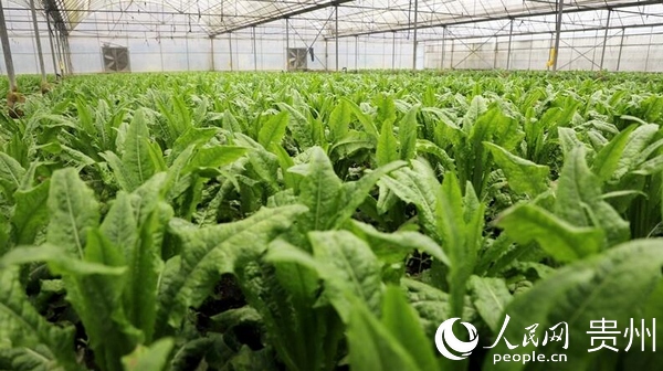 修文縣在土蔬菜面積80000余畝。 郭振東 羅竣凌 伍維玉 攝