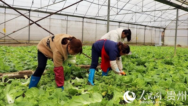 正在收割大白菜。郭振東 羅竣凌 伍維玉 攝