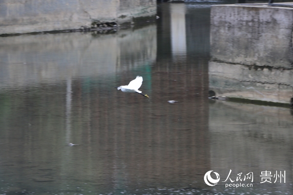 治理后，白鷺飛回來了。李安心 攝