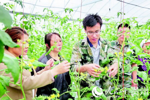 張家港派駐高峰村工作隊隊員為高峰村群眾傳授西紅柿管護技術。圖片由沿河縣宣傳部提供