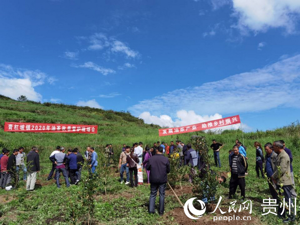 思南青杠坡:念好"三字诀" 链接乡村振兴"产业链"