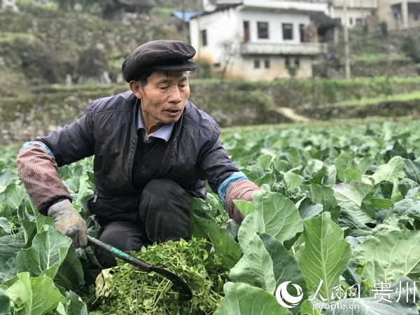 村民正在花菜基地務工