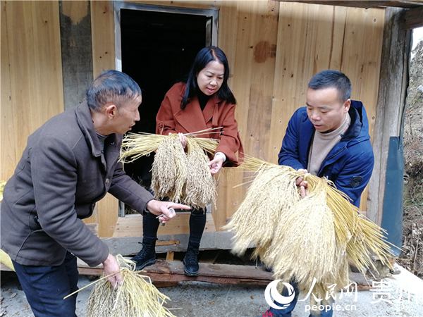 2021年2月2日，贵州省级科技特派员杨正熙、杨桂兰到黎平县尚重镇美德村开展产业发展调研，深入群众家中了解水稻种植并收集一些稀有禾糯种子。