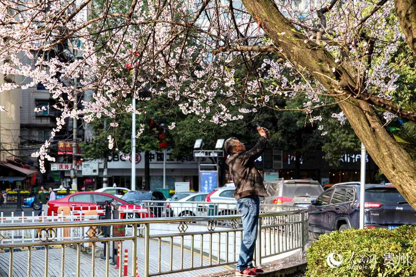 甲秀樓旁，市民在盛開的桃花樹下拍照。人民網 李宇 攝