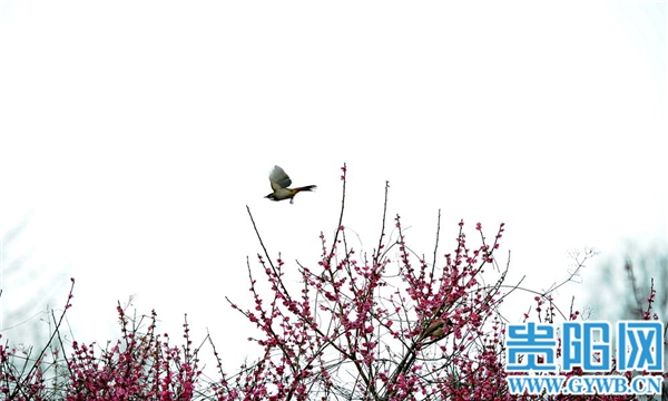 貴陽花溪十裡河灘：春意盎然 櫻花綻放
