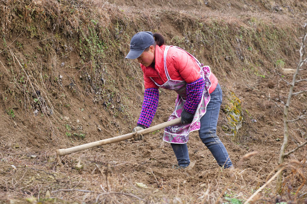 綠塘鄉牛場社區合作社社員陳祖琴在採挖魔芋。張倩  攝