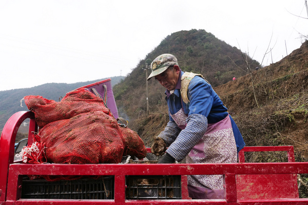 綠塘鄉牛場社區合作社社員劉中奎在運送魔芋。張倩  攝