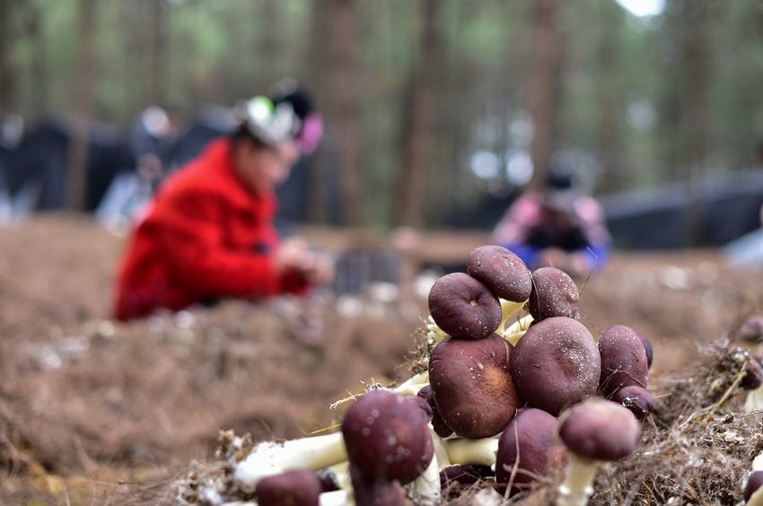 搬迁群众在贵州省丹寨县金泉街道林下食用菌种植基地采收大球盖菇