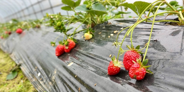 草莓庄園大棚內即將成熟的草莓。郝涌智攝
