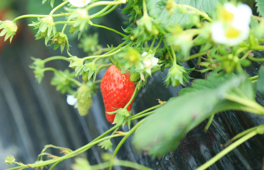 成熟的草莓在綠葉的襯托下更顯色澤艷麗。王幽然攝