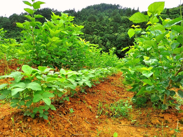 貴州省岑鞏縣羊橋鄉龍統村種植的蠶桑。