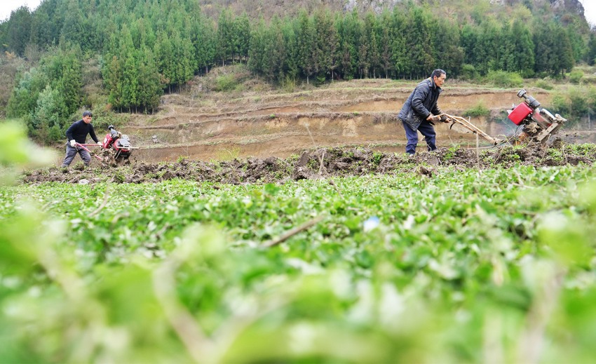 貴州大方縣八堡鄉中菁村村民在翻犁土地。周訓貴攝
